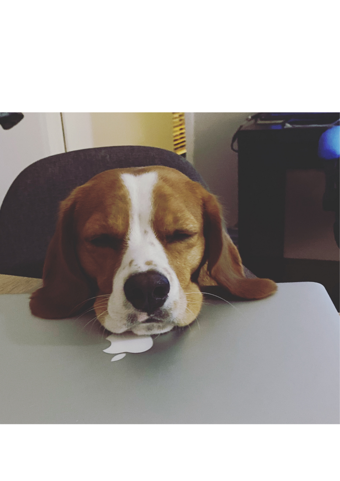 Buddy the beagle sleeping on the job. He is not a therapy dog, he is far too naughty and lazy!